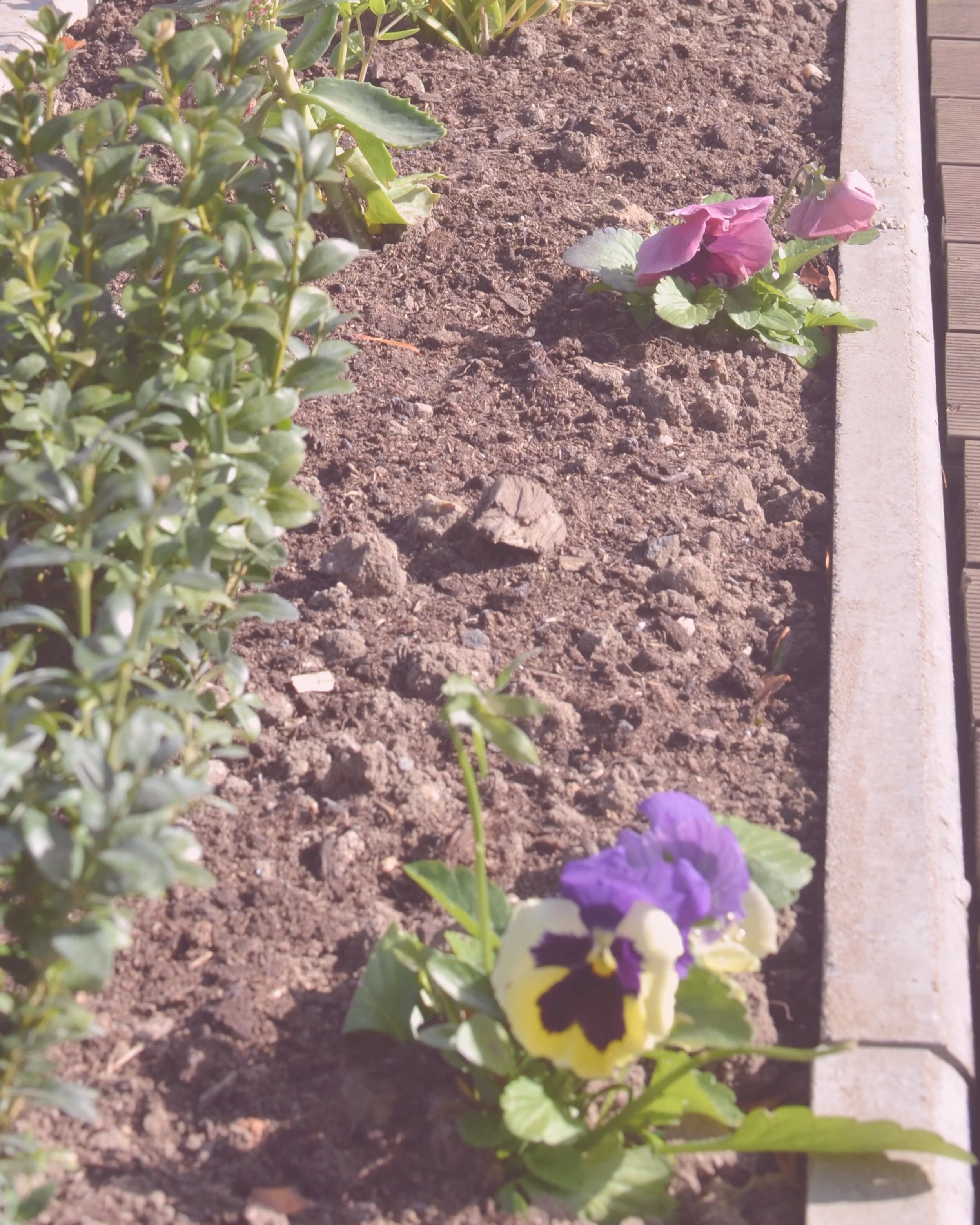 garden_outdoor