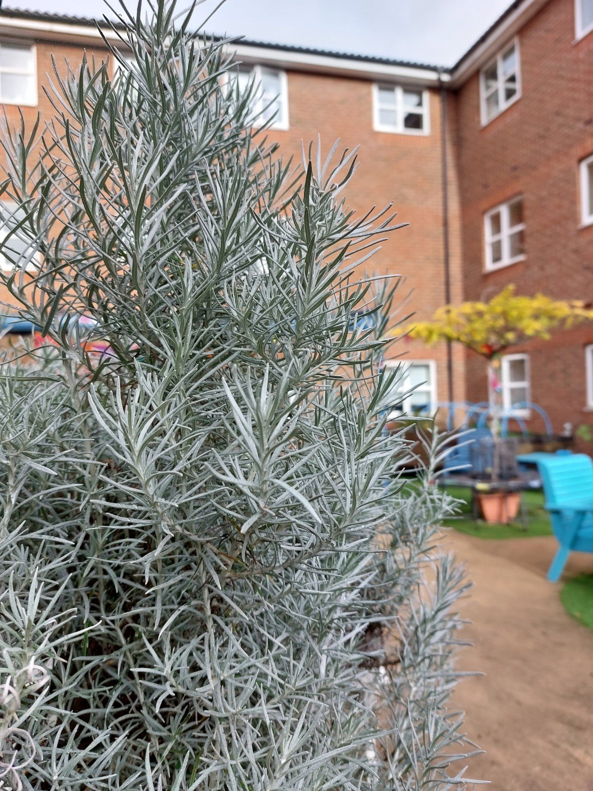 garden_outdoor