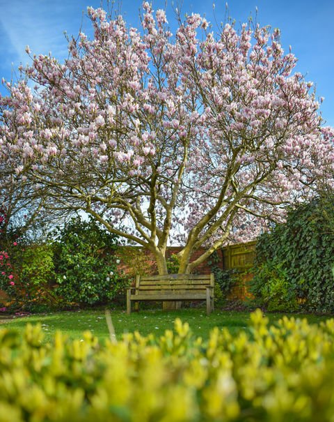 garden_outdoor