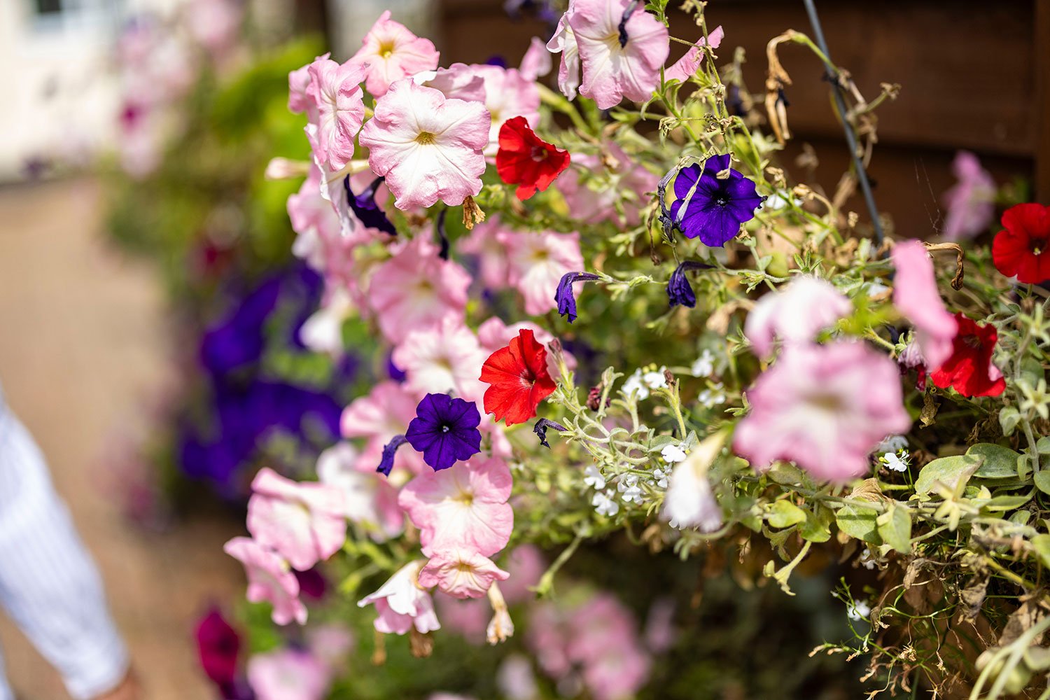 garden_outdoor