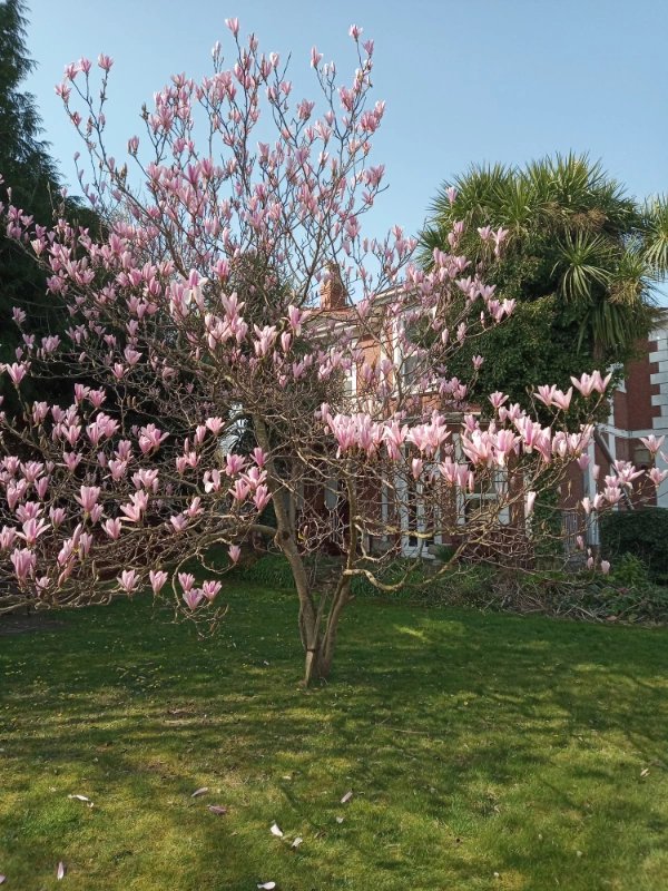 garden_outdoor