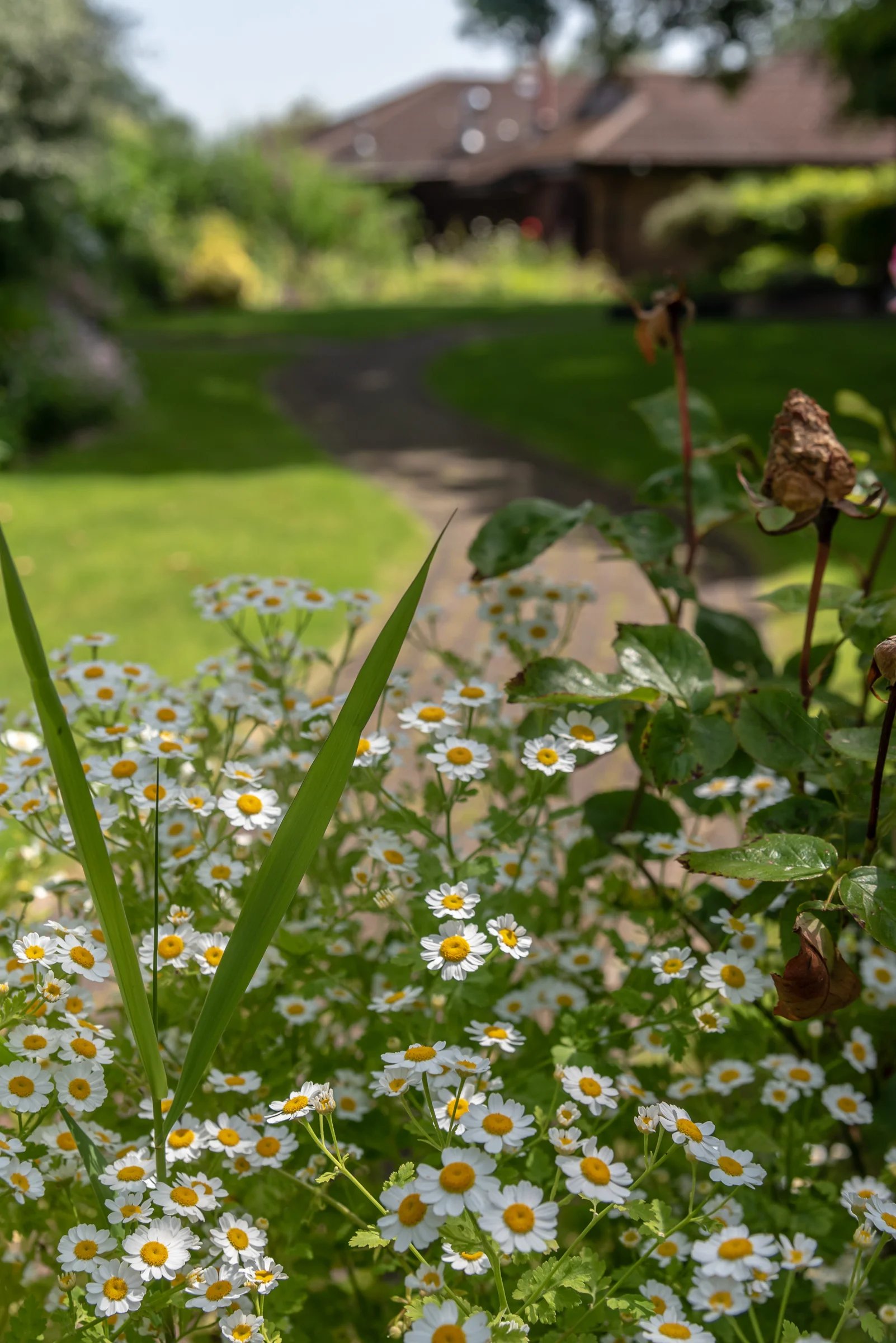 garden_outdoor