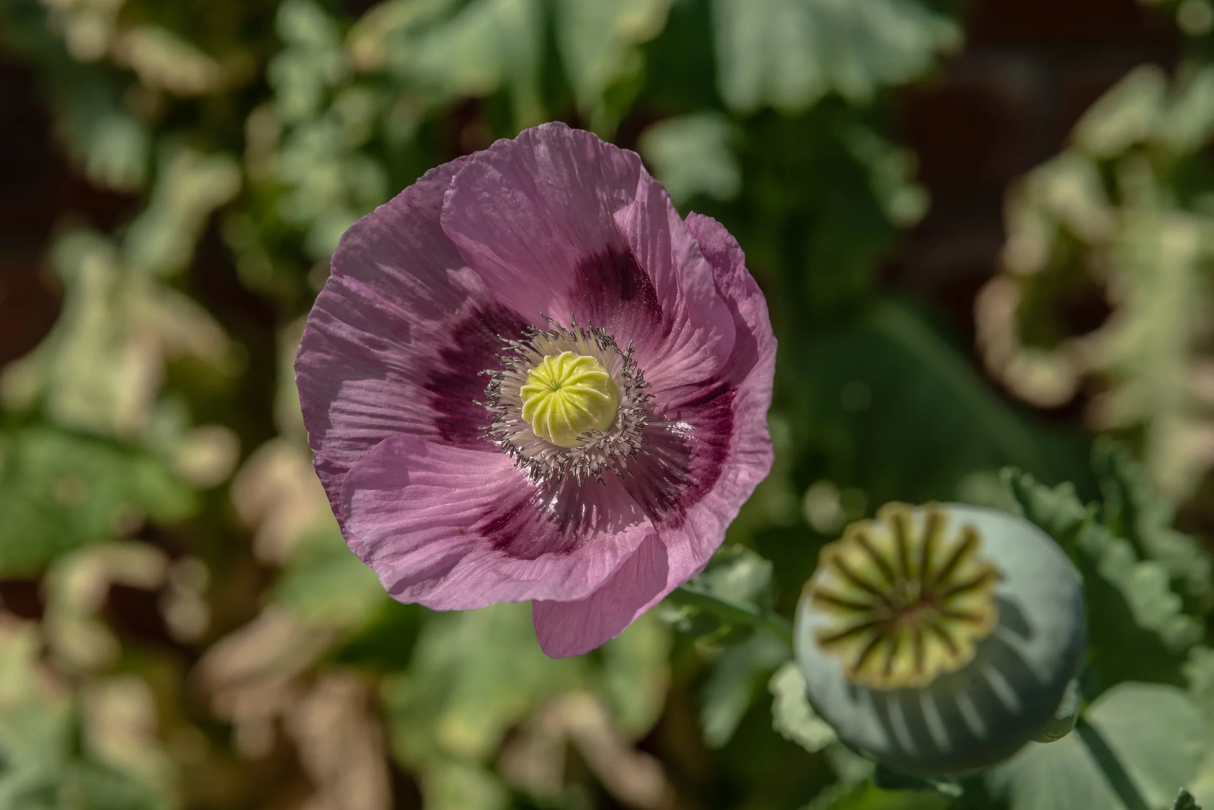 garden_outdoor