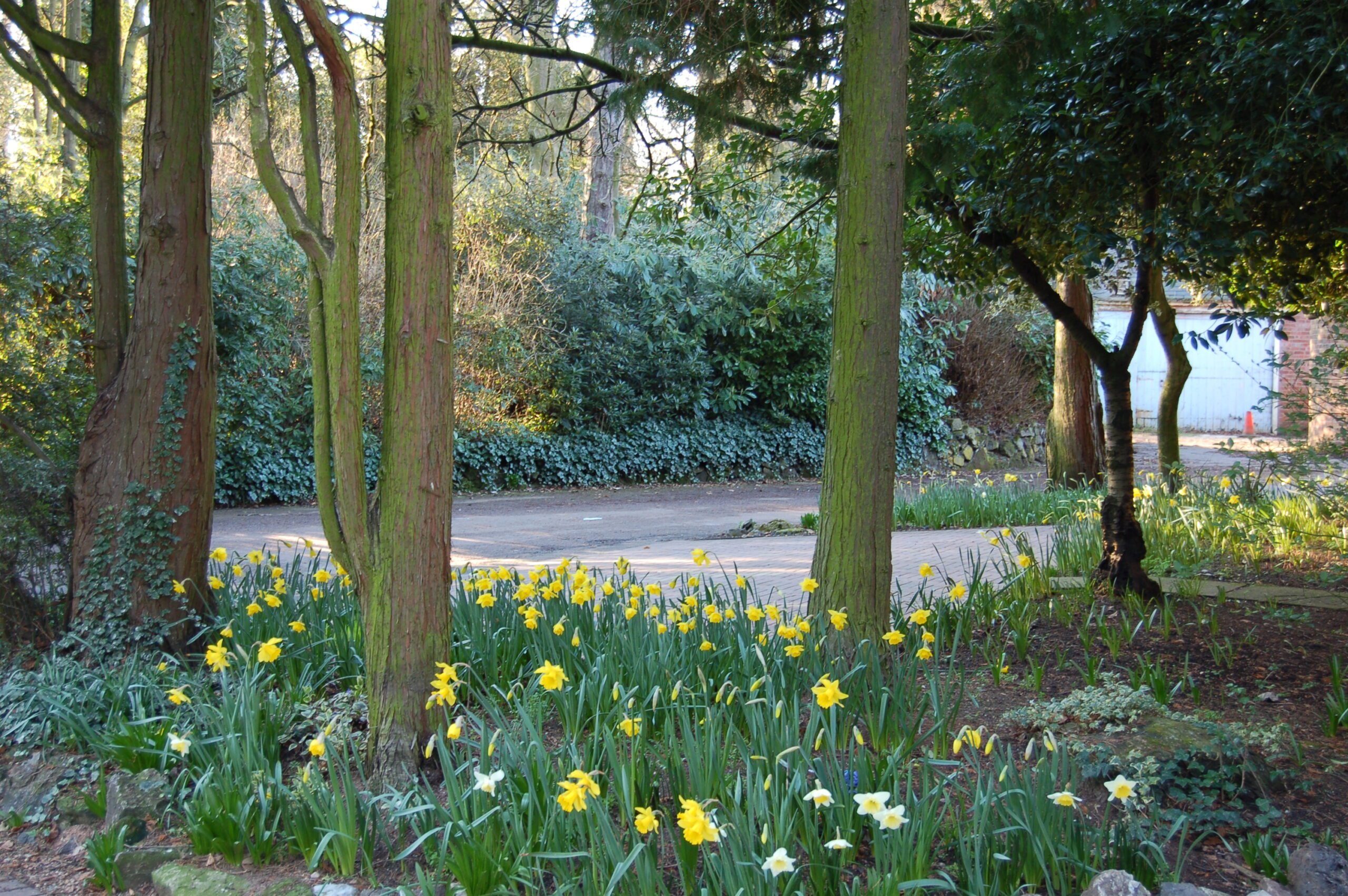 garden_outdoor