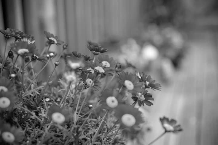garden_outdoor