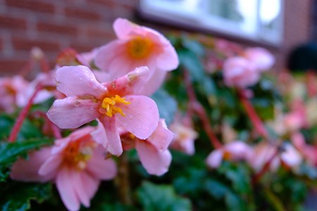 garden_outdoor