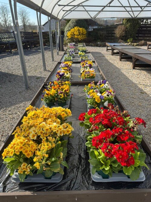 garden_outdoor