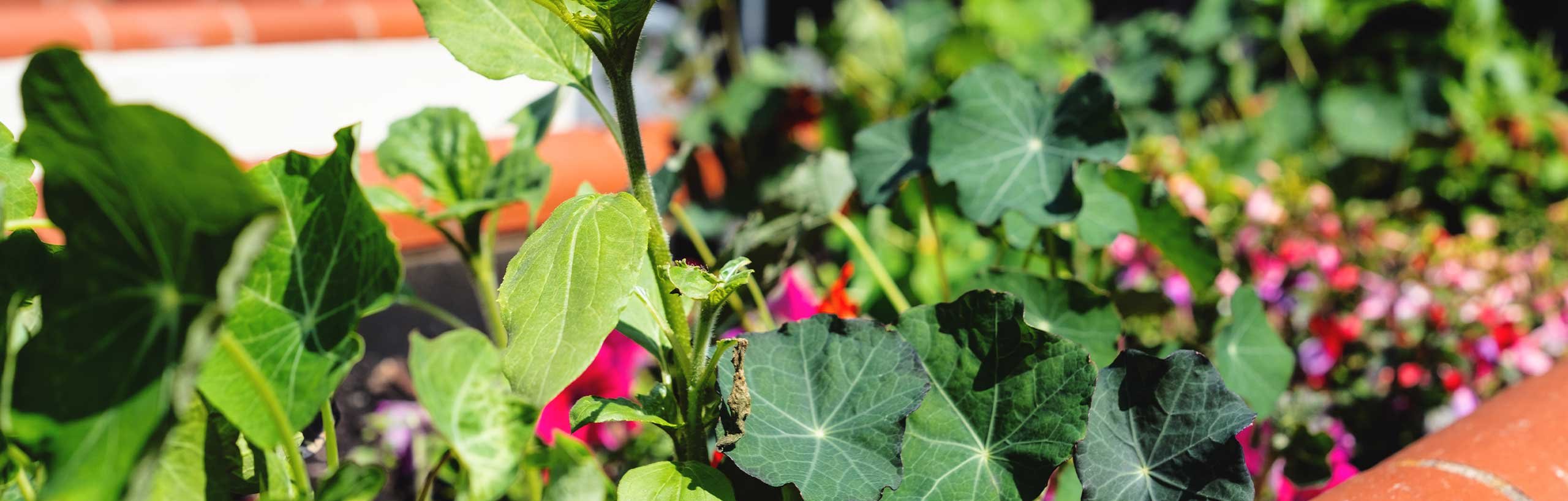 garden_outdoor