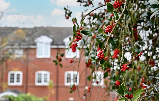 garden_outdoor