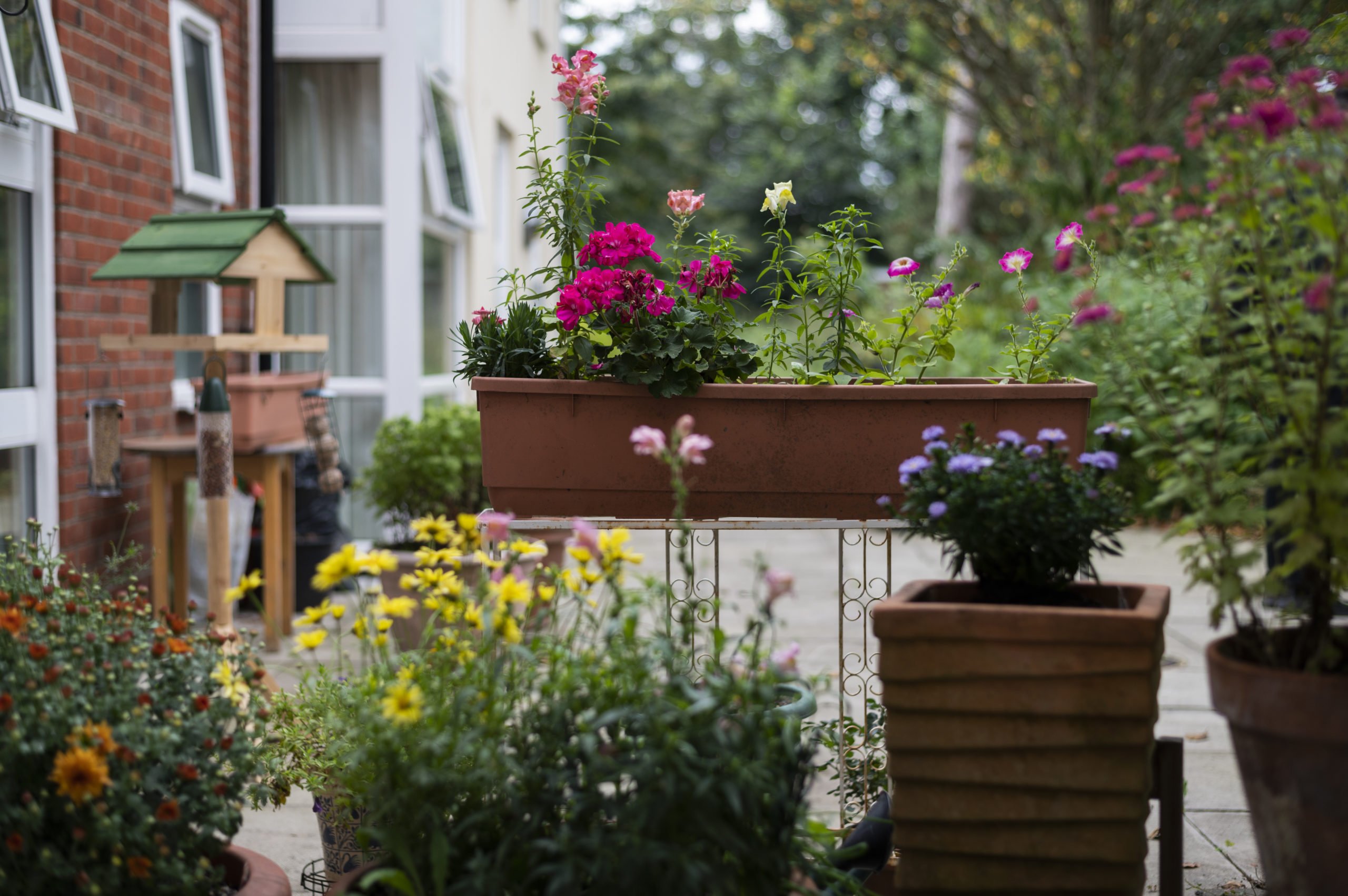 garden_outdoor