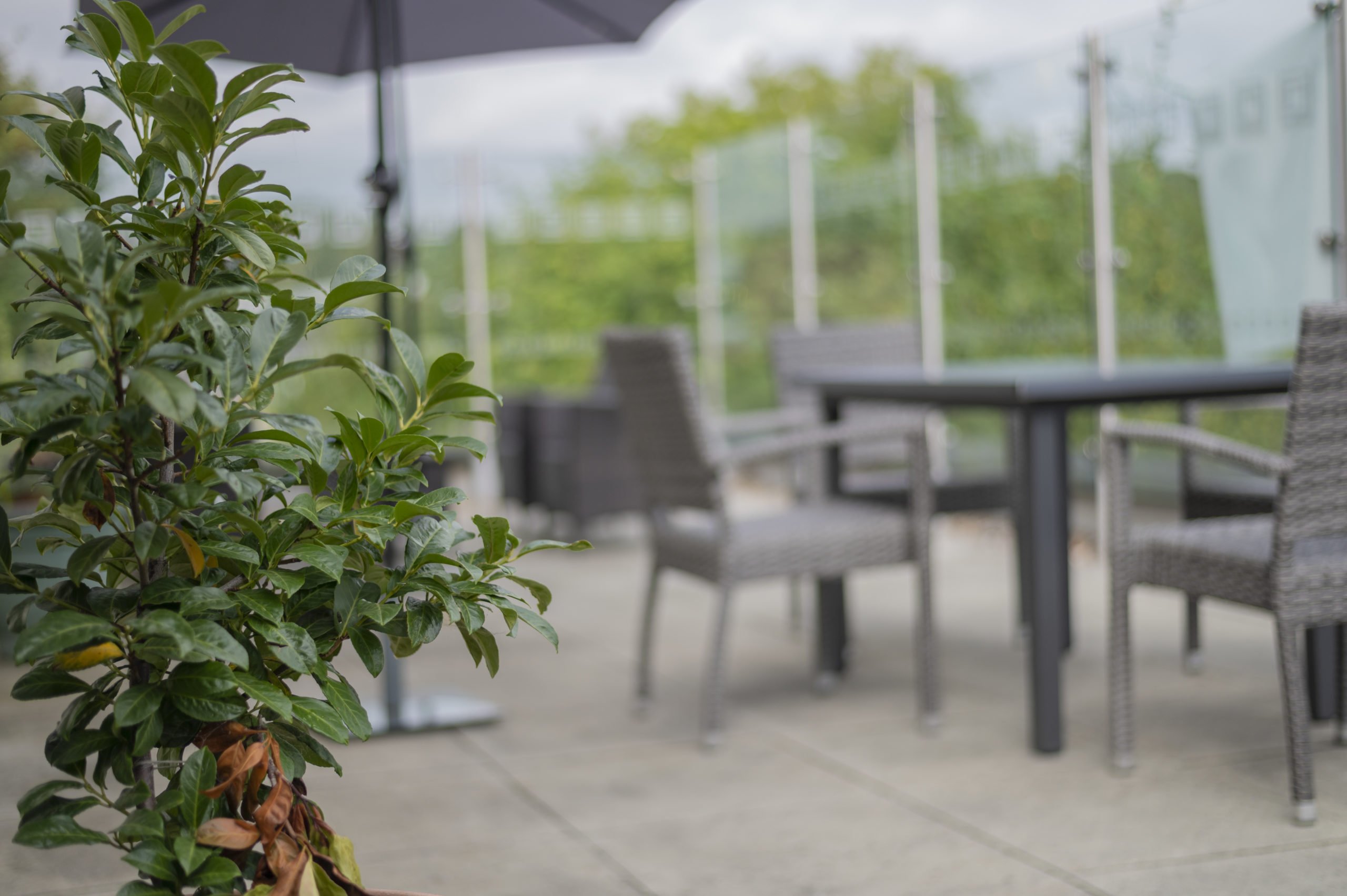 garden_outdoor