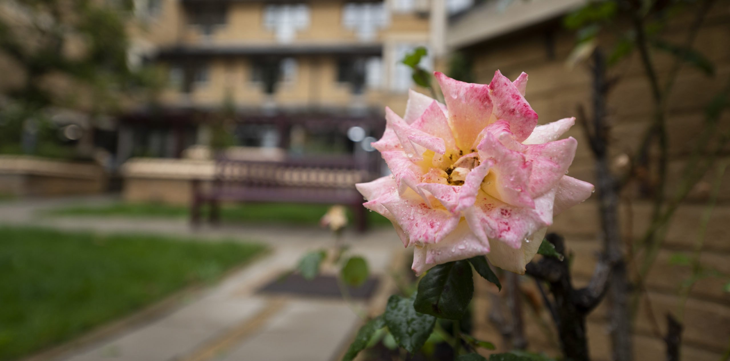 garden_outdoor