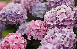 garden_outdoor