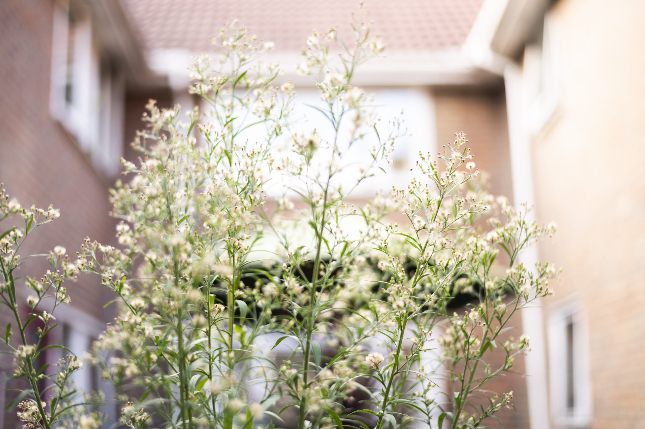 garden_outdoor