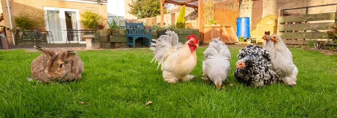 garden_outdoor