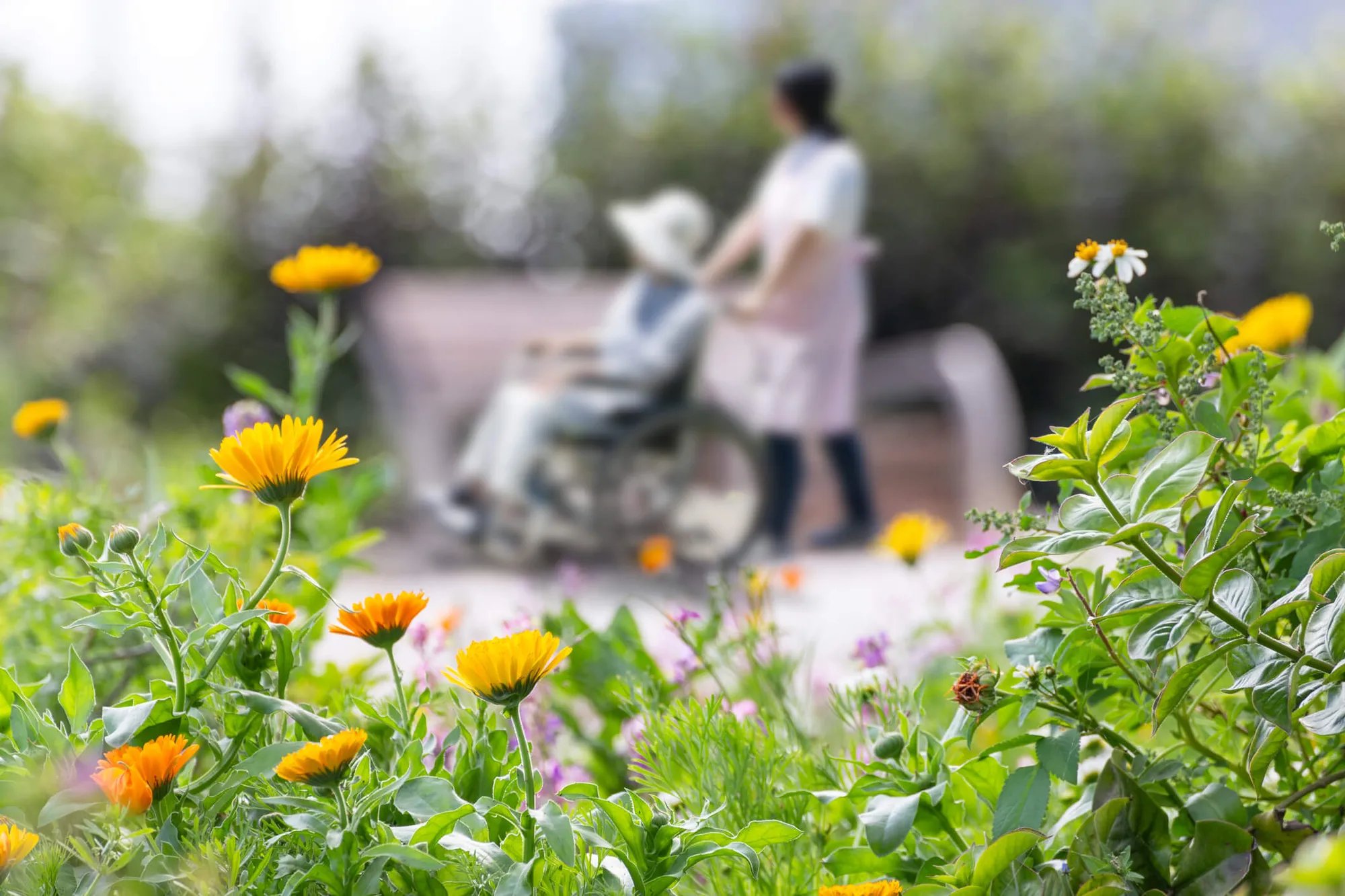 garden_outdoor