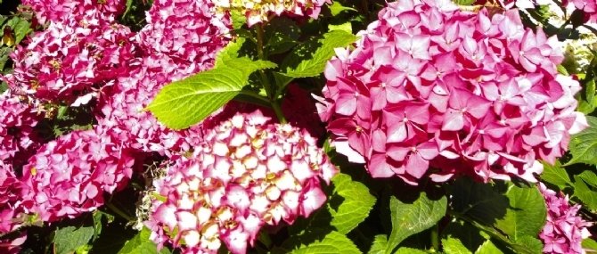 garden_outdoor