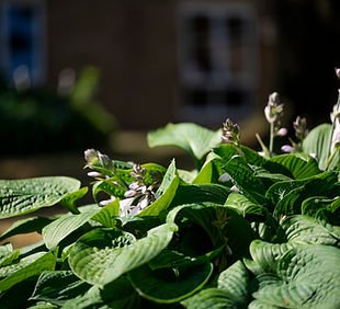 garden_outdoor