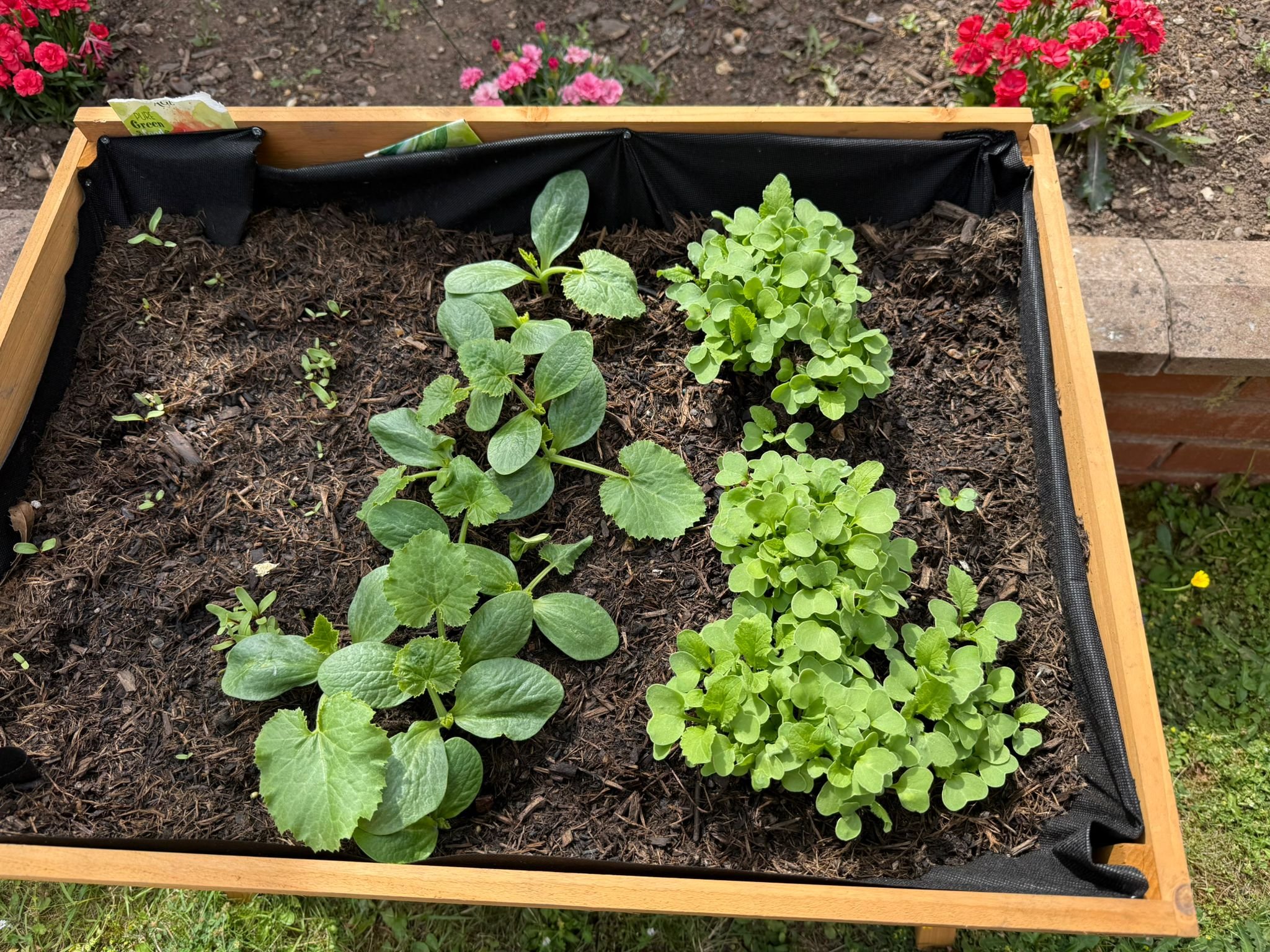 garden_outdoor